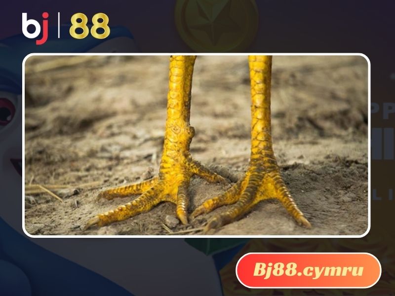 Bệnh khô chân ở gà là gì?