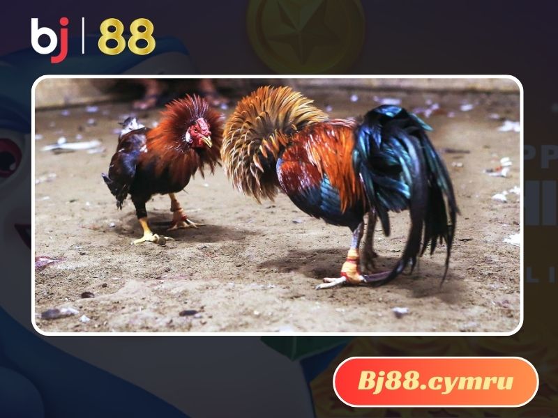 Đá gà cựa dao là hoạt động giải trí có từ lâu tại Việt Nam