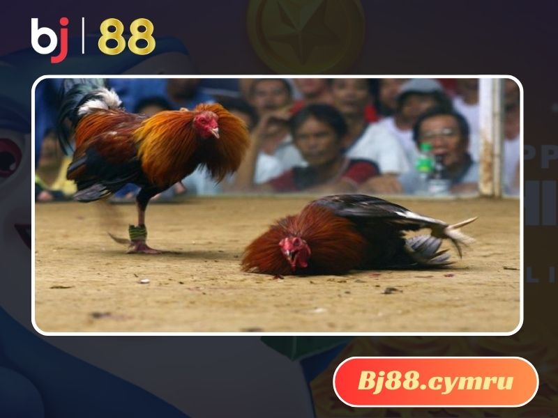 Đá gà là bộ môn nghệ thuật được quan tâm hàng đầu tại Việt Nam