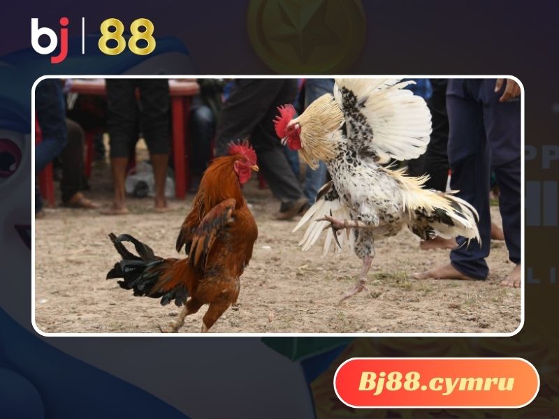 Đá gà thu hút sự quan tâm của du khách trong và ngoài nước