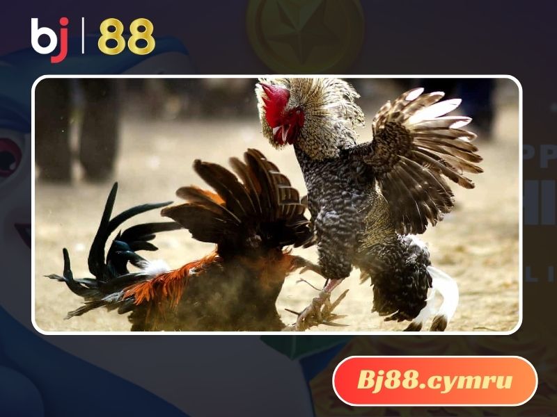 Điểm hấp dẫn bậc nhất của gà đá cựa sắt