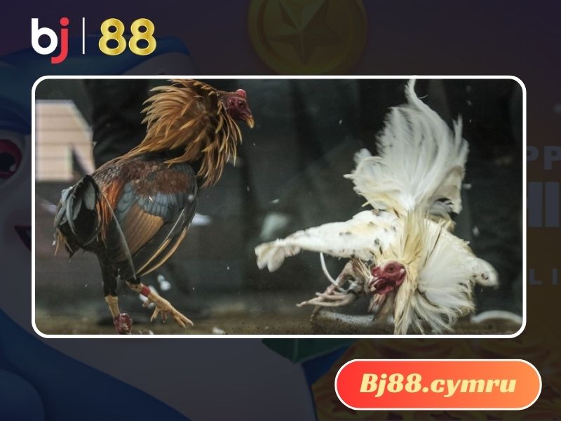 Trận đá gà cựa sắt luôn diễn ra minh bạch