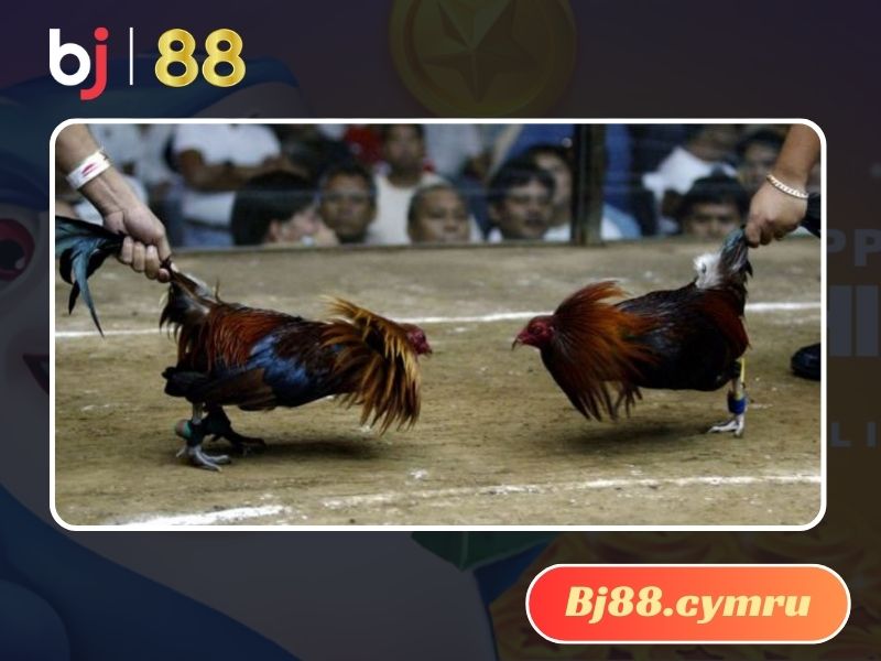 Nắm vững luật chơi trước khi bắt kèo đá gà