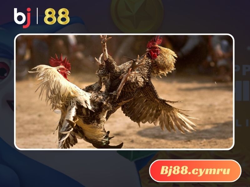 Đá gà đòn là gì?