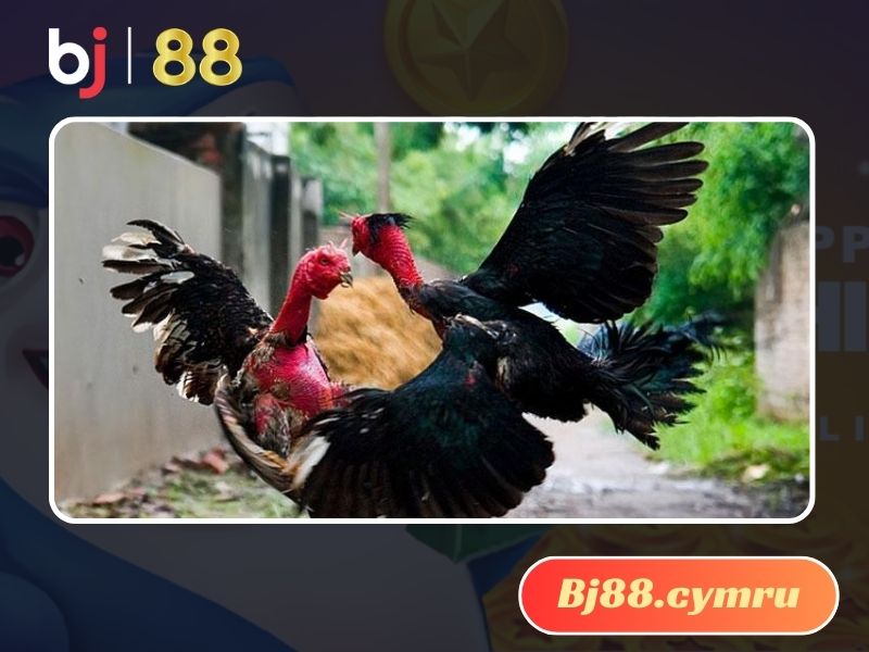 Lối đá đặc trưng của gà chọi đòn