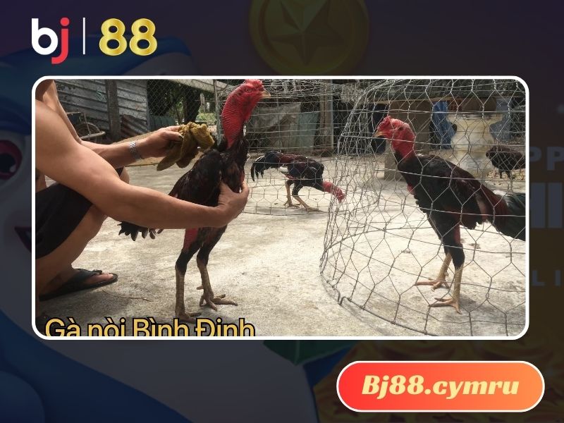 Gà chọi Bình Định nổi danh của Việt Nam