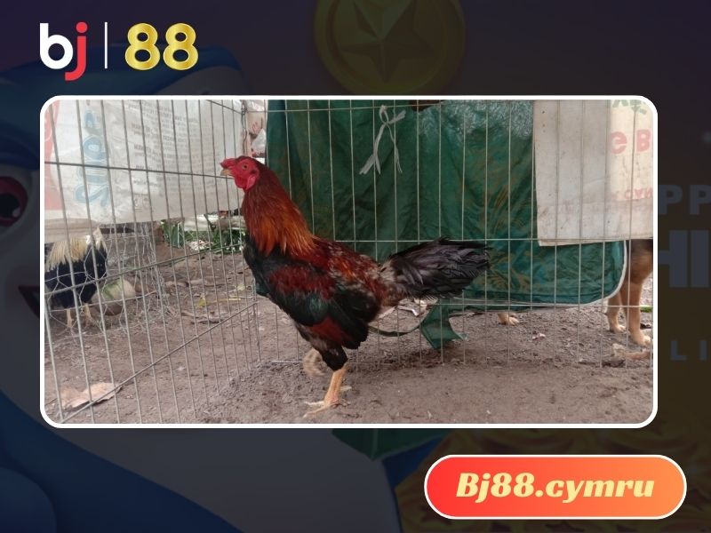 Gà Mỹ Bobby Boles Asil 