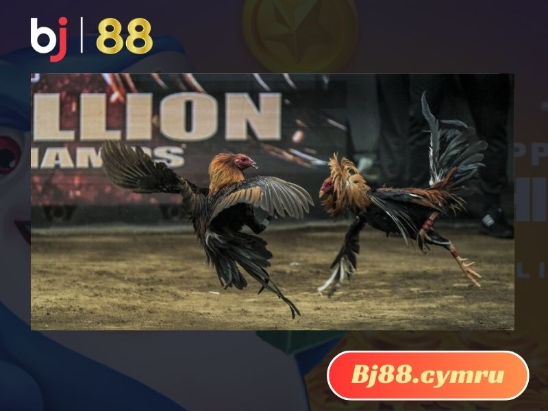 Hiểu về đá gà Thomo