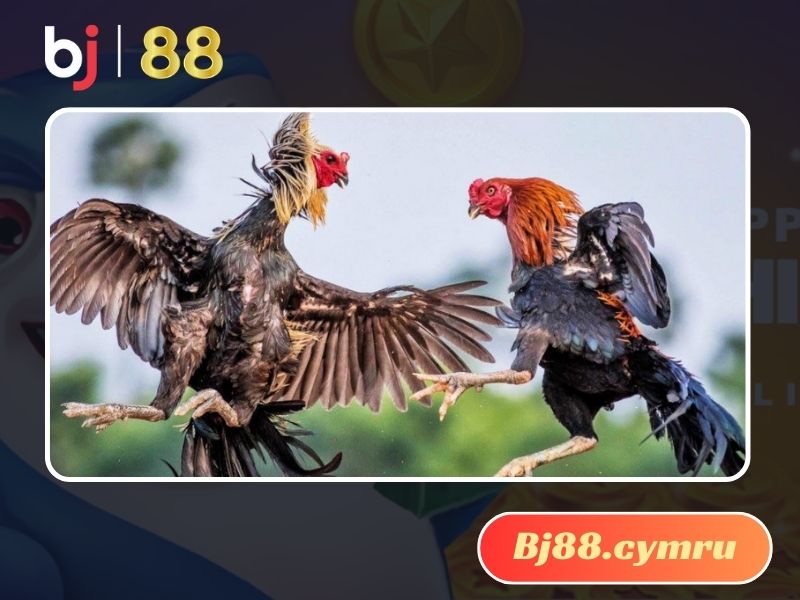 Các trận đá gà trực tiếp luôn có sự hấp dẫn lớn