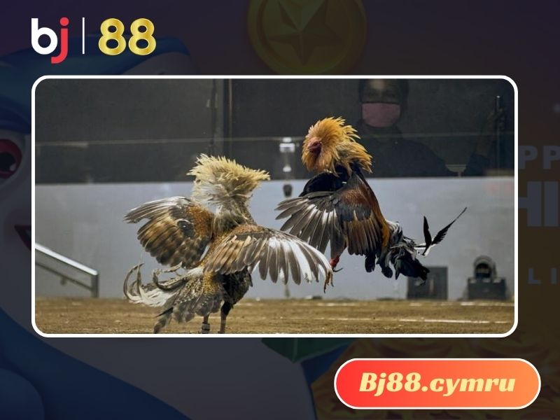 Nhà cái trực tuyến mang đến nhiều trận đá gà đẳng cấp