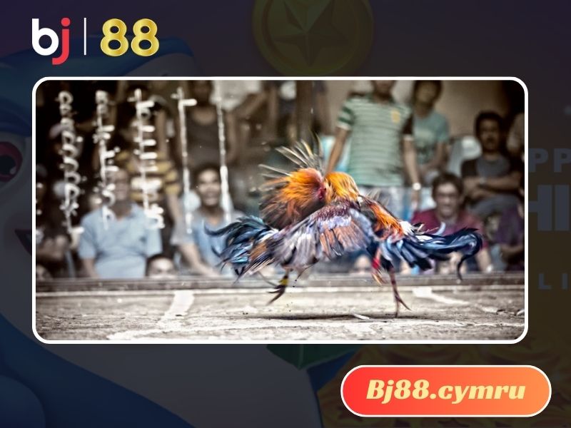 Nên theo dõi các trận đá gà trực tiếp để bắt kèo chính xác