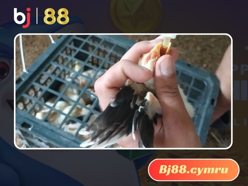 Tiêm phòng vacxin Lasota là cách bảo vệ gà con hiệu quả 