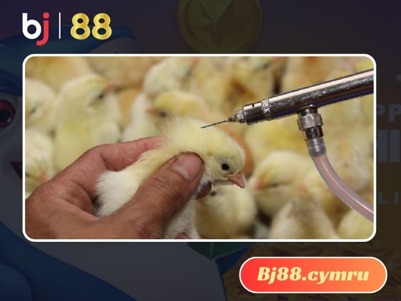 Người nuôi nên tích cực tiêm phòng để bảo vệ chất lượng gà thương phẩm