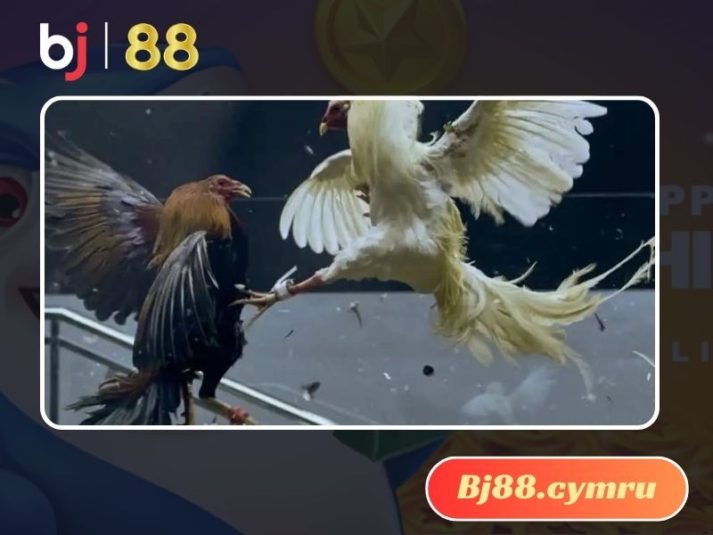 Chỉ cần có lối gà chọi hay nhất sẽ luôn chiến thắng?