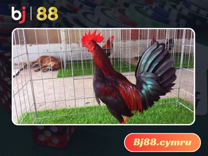 Điểm qua 4 dòng gà đá Peru siêu hạng tại Việt Nam