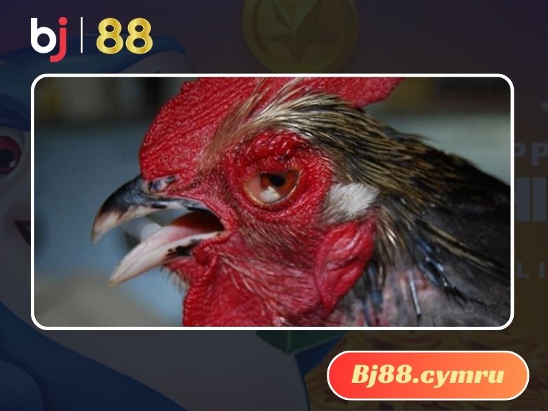 Gà bị chảy nước mắt là bệnh gì?