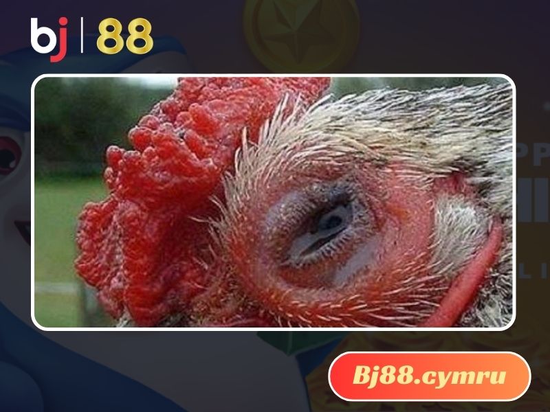 Các triệu chứng bệnh chảy nước mắt phổ biến ở gà