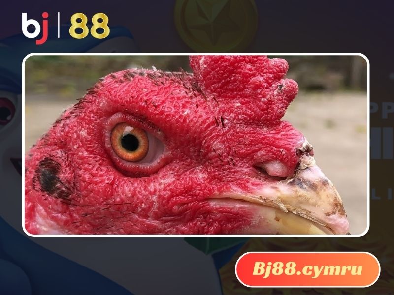 Hãy luôn giữ gìn vệ sinh nơi ở sạch sẽ để gà có đôi mắt khỏe