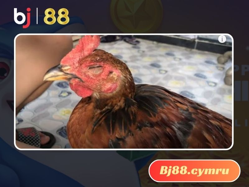 Gà bị nhiễm trùng là nguyên nhân gây bệnh sâu mắt