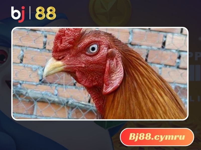 Thoa thuốc mỡ liên tục để gà mau khỏi bệnh