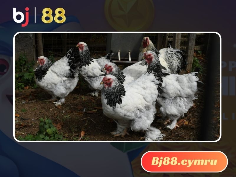 Nguồn gốc của gà Brahma