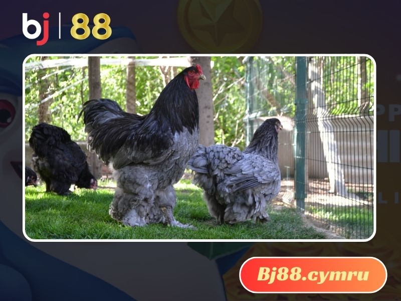 Gà Brahma có sức khỏe tốt và rất thân thiện