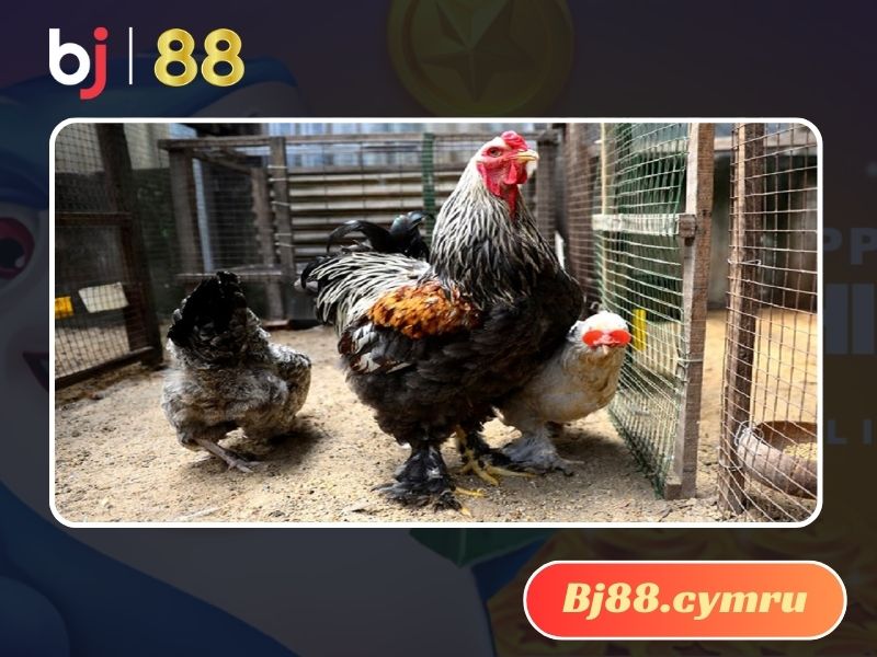 Bật mí cách nuôi gà khổng lồ Brahma