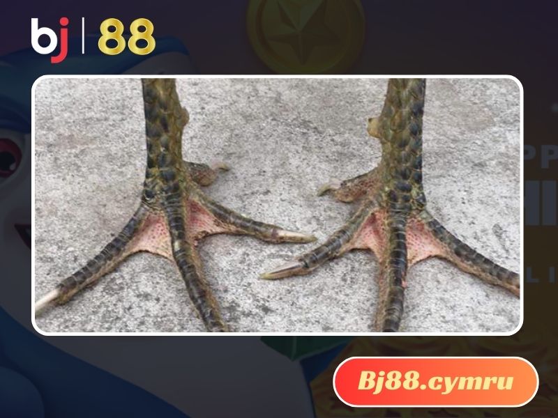 Giới thiệu đôi nét đặc biệt về gà chân chì