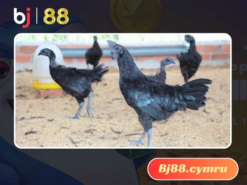 Hình ảnh của gà chân chì mồng rồng cực quý hiếm