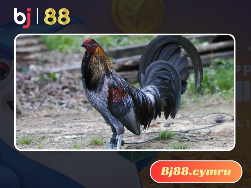 Gà chọi chân màu chì tốt hay xấu tùy vào sở thích mỗi người