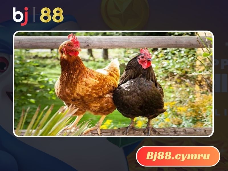 Gà chân lùn vô cùng quý và hiếm của nước ta