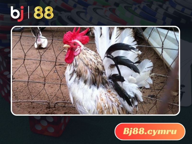 Năng suất đẻ trứng của gà tè