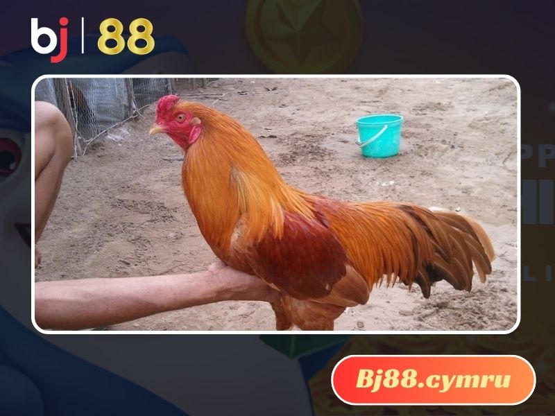 Kỹ thuật nuôi gà đảm bảo chất lượng từ chuyên gia