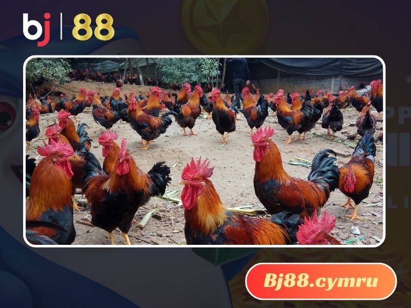 Gà Chíp là giống gà đến từ Trung Quốc nhưng rất thịnh hành tại Bắc Giang