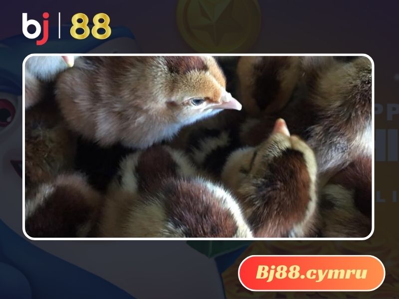 Hình dáng của gà Chíp đen