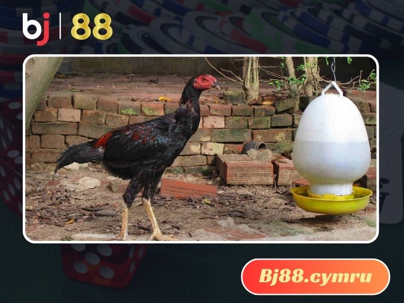 Bật mí kinh nghiệm nuôi gà đá cực chất lượng