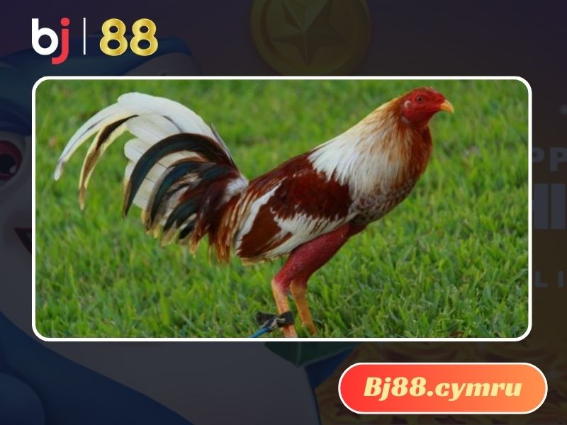 Tìm hiểu về nguồn gốc gà Cuban