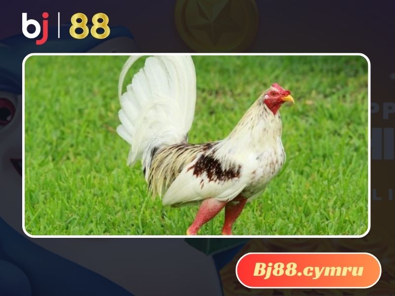 Cùng xem qua một số dòng Cubalaya khét tiếng