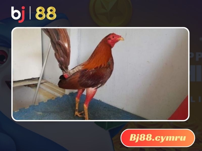 Nên mua gà ở những nơi uy tín 