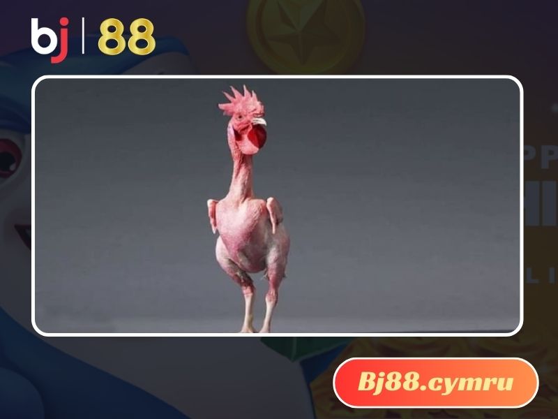 Gà trụi lông được lai tạo riêng cho khí hậu và môi trường của Israel