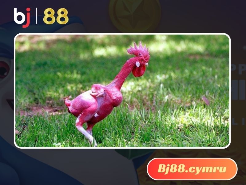 Bật mí cách chăm sóc gà trụi lông chuẩn chuyên gia