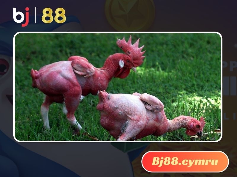 Nuôi gà không lông là sở thích của nhiều sư kê