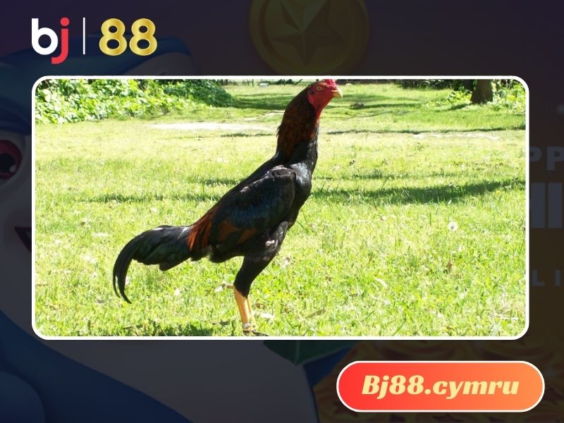 Tìm hiểu nguồn gốc của dòng Shamo