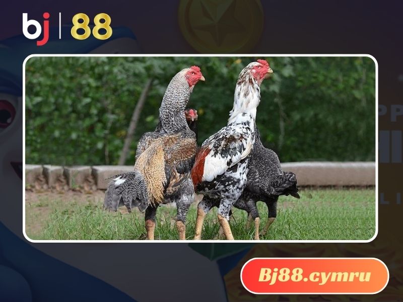 Những ưu điểm chỉ có tại dòng gà Shamo