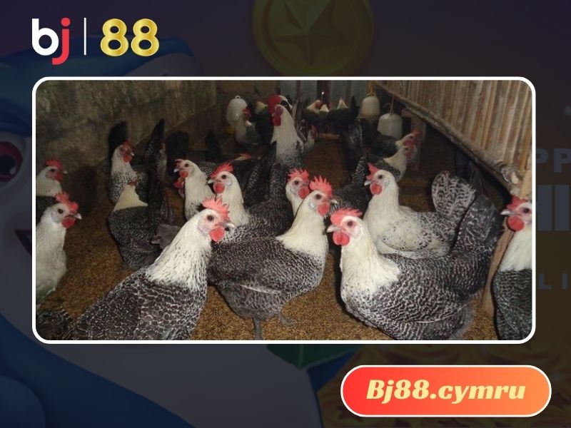 Gà siêu trứng của Ai Cập nhanh nhẹn và mang về giá trị kinh tế lớn cho bà con nông dân