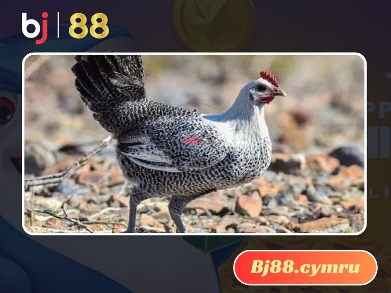 Gà Ai Cập từ lâu đã nổi tiếng với tốc độ đẻ trứng tốt nhất trong các dòng gà 