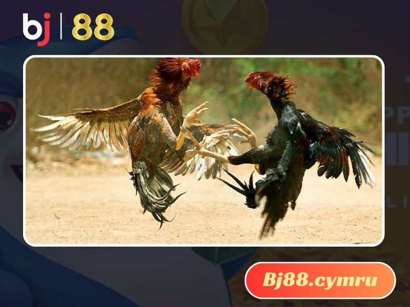 Gà chọi vần hơi nhiều có tốt không?