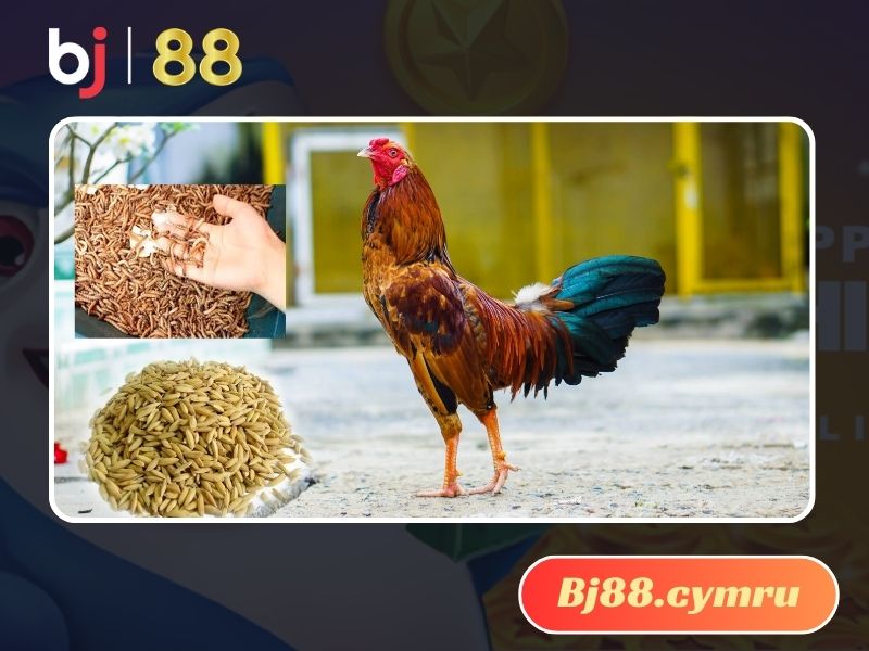 Chế độ dinh dưỡng có vai trò quan trọng giúp gà chiến mau hồi sức sau tập luyện