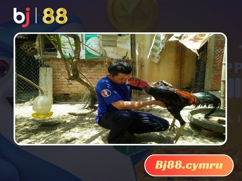 Cần chăm sóc gà kỹ lưỡng sau mỗi lần tập