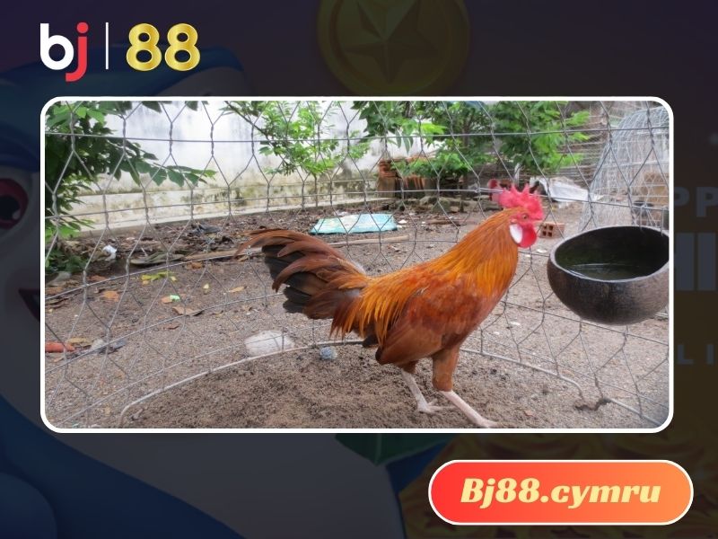 Cùng chiêm ngưỡng vẻ đẹp của gà Khét